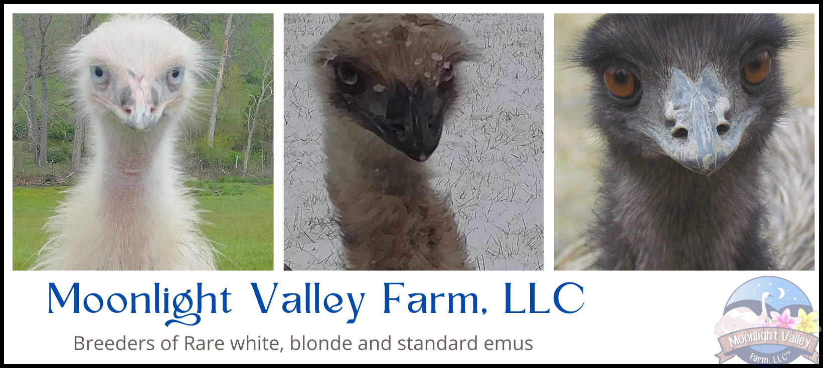 Emu & Rare White Emus